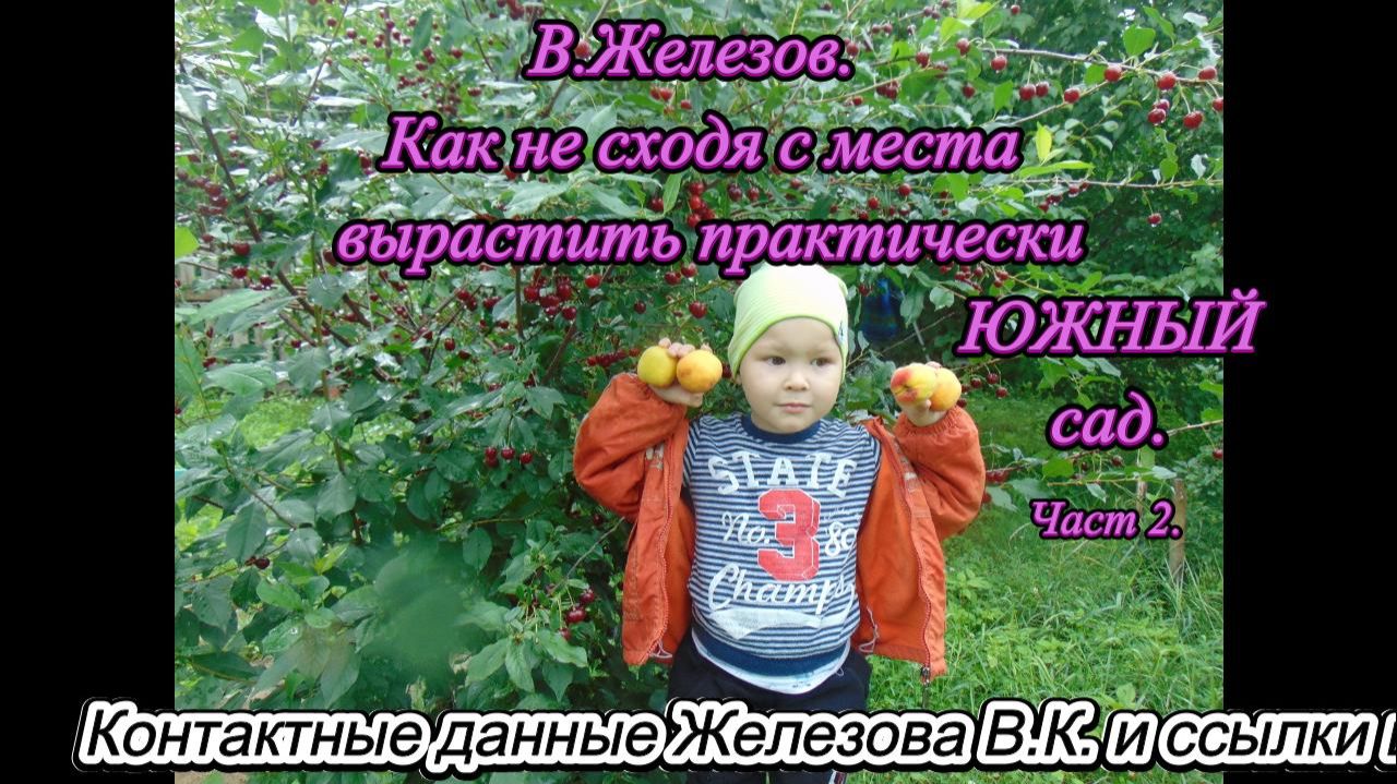 В.Железов. Как не сходя с места вырастить практически ЮЖНЫЙ сад. Часть 2. смотреть онлайн
