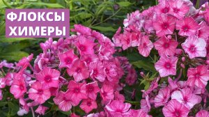 Флоксы с нетрадиционной окраской, флоксы химеры