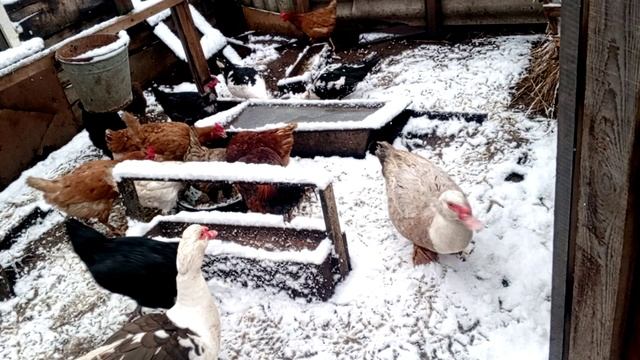 Куры легко уживаются с индоутками