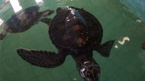 Центр реабилитации черепах Sea Turtle Conservation Center в Као Лаке