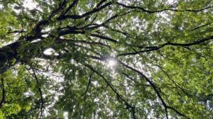 Тонкая рябина