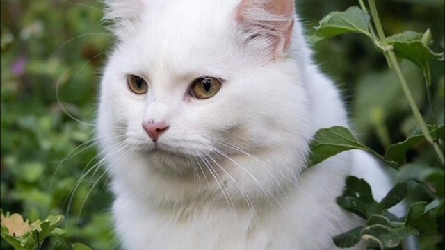 пушистики гуляют в саду