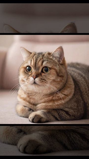 милые пушистики