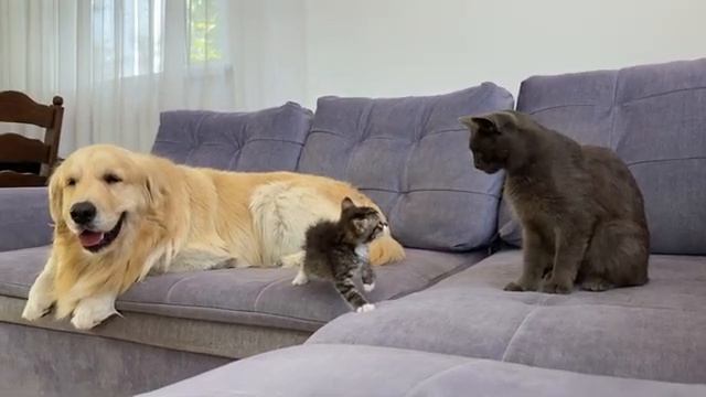 Ретривер знакомит крошечного котенка с кошкой - 2025 год смотреть онлайн