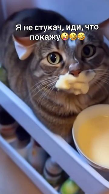 Собака сдала кота смотреть онлайн