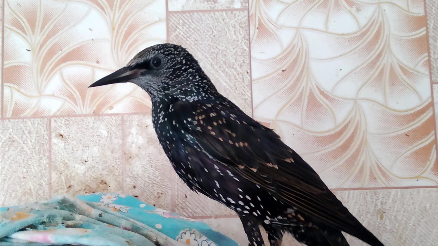 Серка поет и пытается вставлять слова