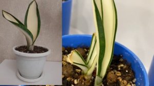 Обзор моей коллекции сансевиерий🪴Часть 6