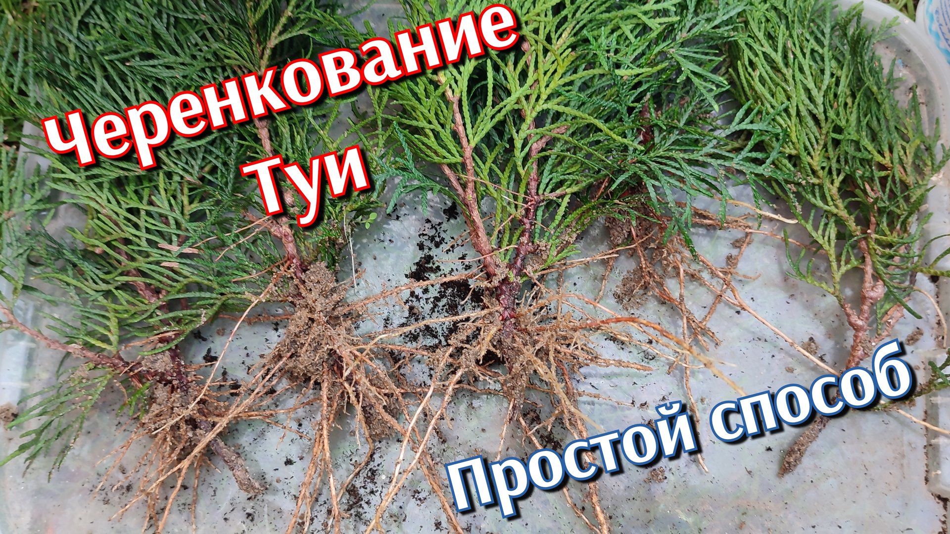 Черенкование ТУИ🌲Размножение!!!