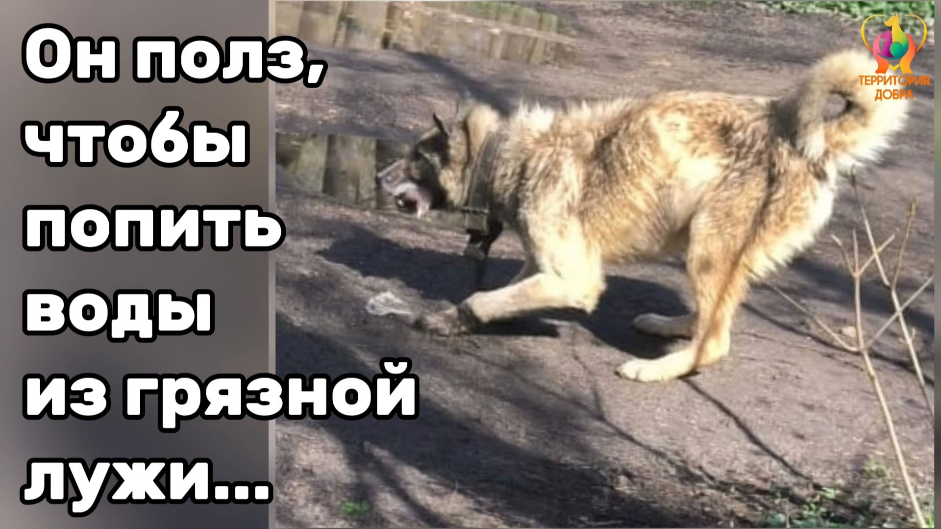 Он полз, чтобы попить воды из грязной лужи...