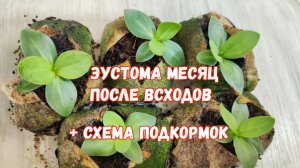 ЭУСТОМА  - Месяц после всходов, ПЕРВАЯ ВАЖНАЯ ПЕРЕСАДКА+ схема подкормок