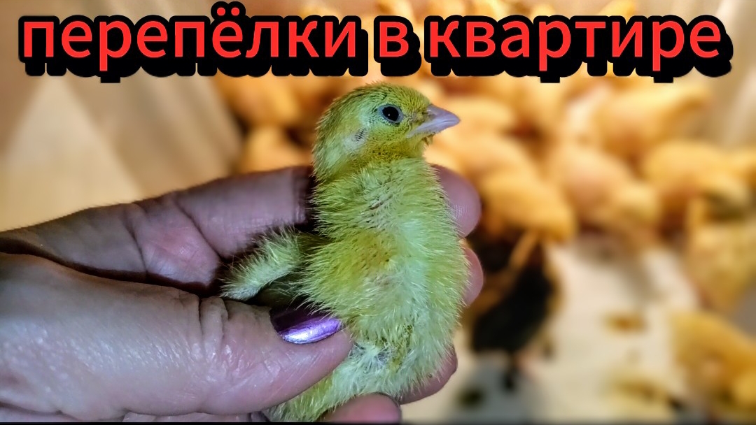 Потерянная перепёлка нашлась🤯что сейчас с ней делать😱новости и подсчёт птиц в квартире😁🤯