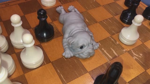 Собачки сквишь, играют в шахматы. смотреть онлайн