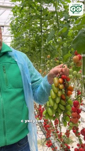 ТОМАТ ДЯТЕЛ