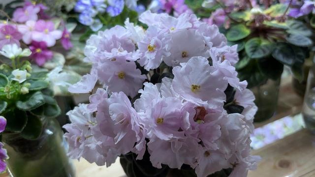 Цветущие фиалки в декабре 2025. смотреть онлайн