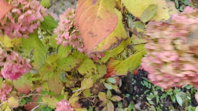 РАБОТА В САДУ В КОНЦЕ ОКТЯБРЯ. ОБРЕЗКА МНОГОЛЕТНИКОВ.