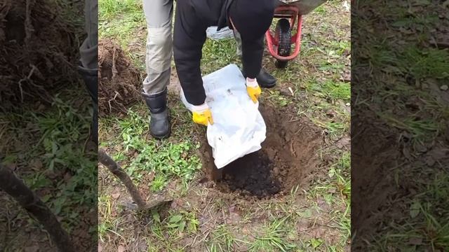 🎄 Новогодние приготовления: пересадка ели во Всесвятском сквере! смотреть онлайн