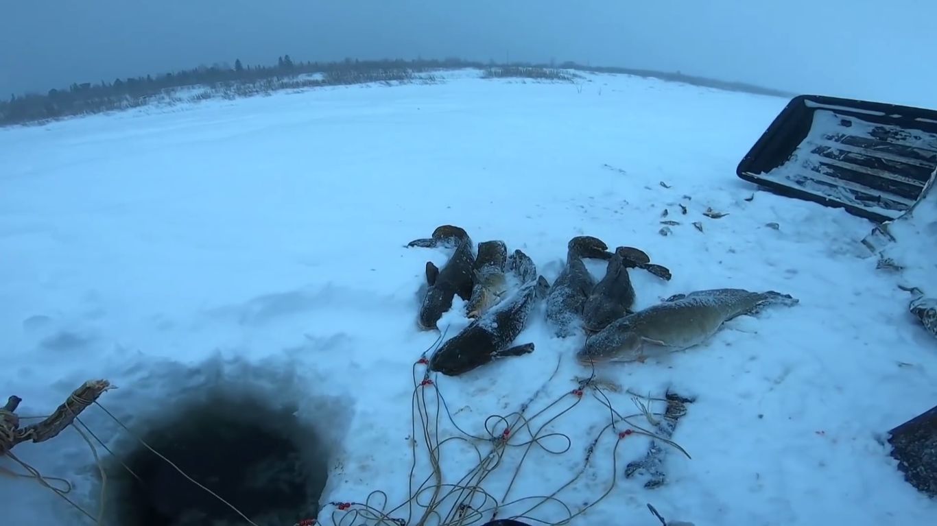 Рыбалка на Налима. Жесть на Енисее... смотреть онлайн