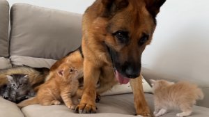 Немецкая овчарка сбита с толку нападением крошечных котят!