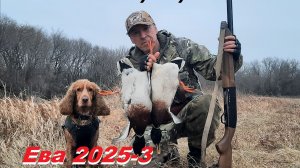 Охота с молодым спаниелем Евой