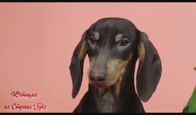 Юстиция из Страны Грёз (28.11.2025)