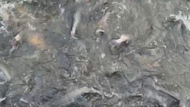 Запуск форели смотреть онлайн