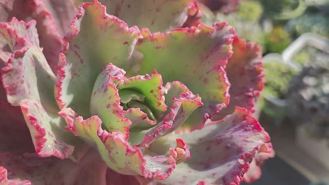 Суккуленты, уличный обзор, часть 3 смотреть онлайн