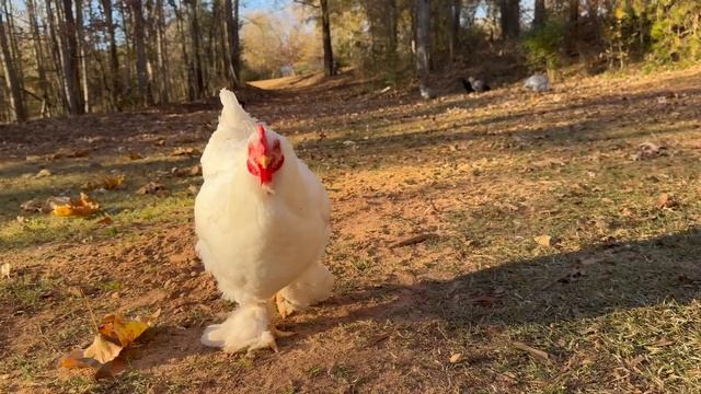 Готовлю ужин. Курица тика масала. Эгине. ASMR смотреть онлайн