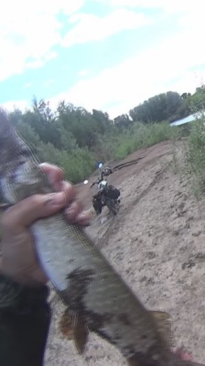 Сеть упала комком но щука есть! такое бывает часто!