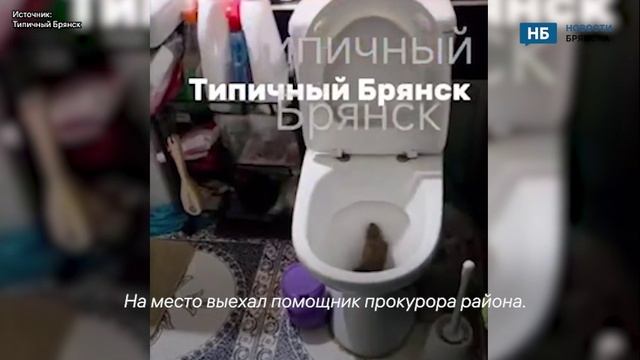 В Брянске крысы полезли через унитазы смотреть онлайн