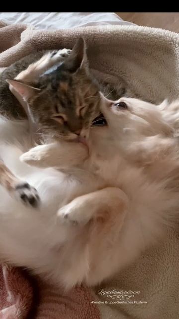 Опять ревнуешь? смотреть онлайн