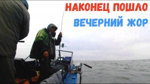 НАКОНЕЦ-ТО ПОШЛО! Вечерний Жор Хищника-Окунь и Судак Включились