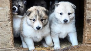 Пока щенки одни