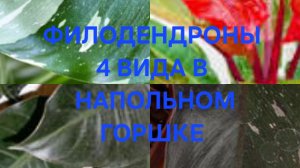 Филодендроны 4 Вида в напольно горшке