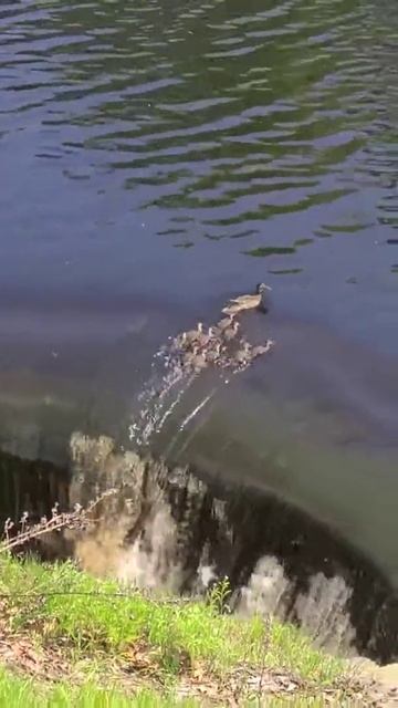 Дух захватывает😨😂😍 смотреть онлайн