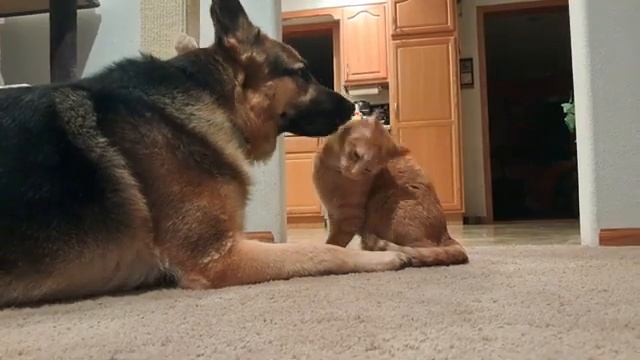 Рыжий кот и овчарка - 2025 год смотреть онлайн