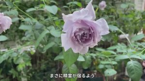 ПРЕДСТАВЛЕНИЕ  21 ВИДА ПРЕКРАСНЫХ РОЗ, КОТОРЫЕ ЗАЦВЕЛИ В ЧАСТНОМ ЯПОНСКОМ САДУ