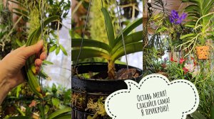 Орхидейные неудачи и скелеты в горшках. У меня выживают далеко не все растения