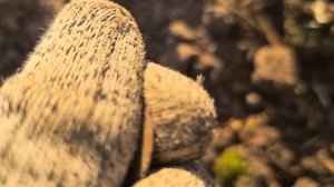 1608 / По двумя полям в поисках монет и кладов / Коп с XP Deus 2