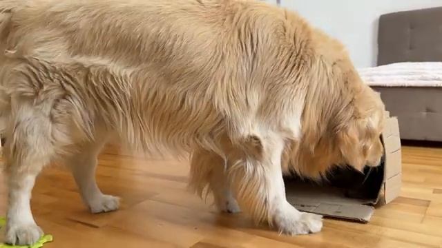 Ретривер нашёл котят в коробке - 2025 год смотреть онлайн