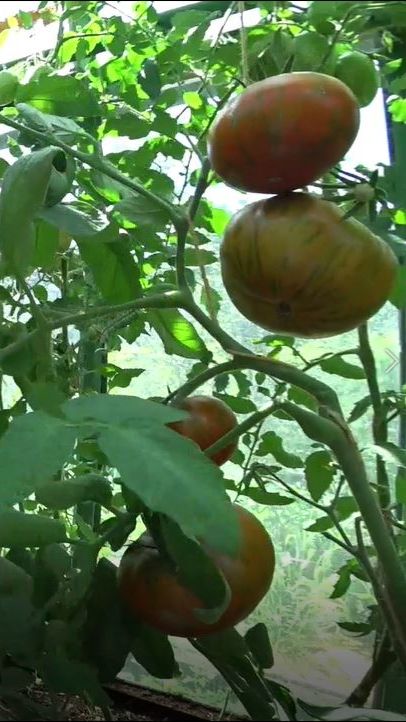 Правда ли, что гибриды вкуснее сортовых томатов? смотреть онлайн