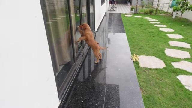 Ретривер играет с щенком и с утятами (2025 год) смотреть онлайн