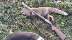 охота на лис