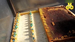 Перенос однодневных личинок в мисочки для вывода маток