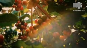 Анонс И Рекламмные блоки И Программа Передач (Плюсовое 28.11.2025)