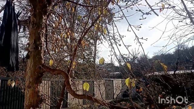 ✅/Обработка арпачика перед посадкой//обработка луковицы гладиолусов перед зимовкой/ смотреть онлайн