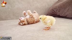 Утята и Цыплята - Кошки и котята, Собаки и щенята (317) Хвостики да Усики ❣️