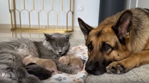 Беспокойная кошачья мама учится доверять немецкой овчарке своего котёнка