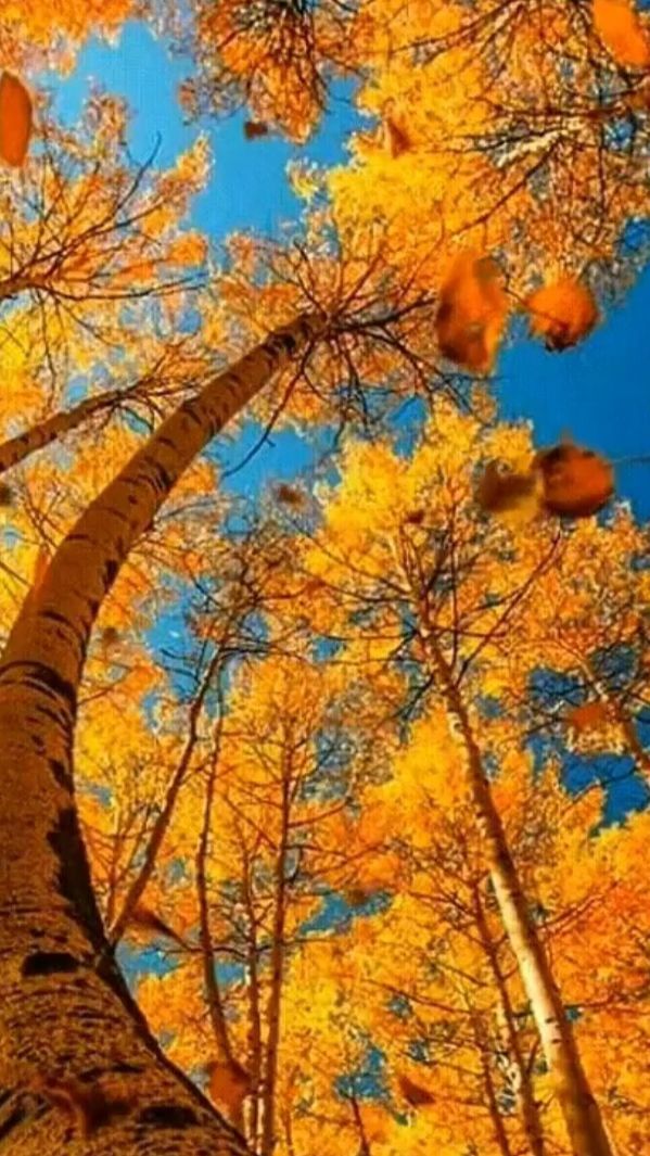 Мечтать не ... смотреть онлайн