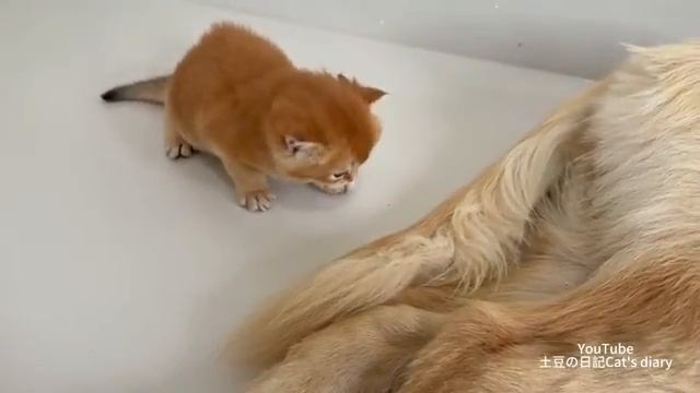 Ретривер чувствует себя неуютно, если не видит котят целый день - 2025год смотреть онлайн