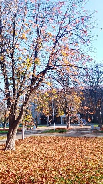 Осень солнечная погода . Брюховецкая